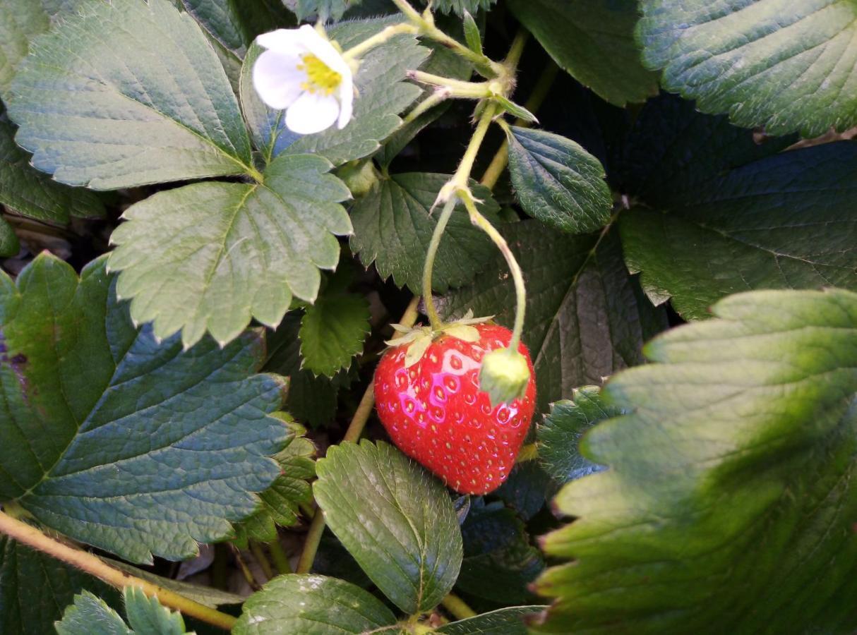 Fraisier, Hotel Artres - Valenciennes Querenaing Esterno foto